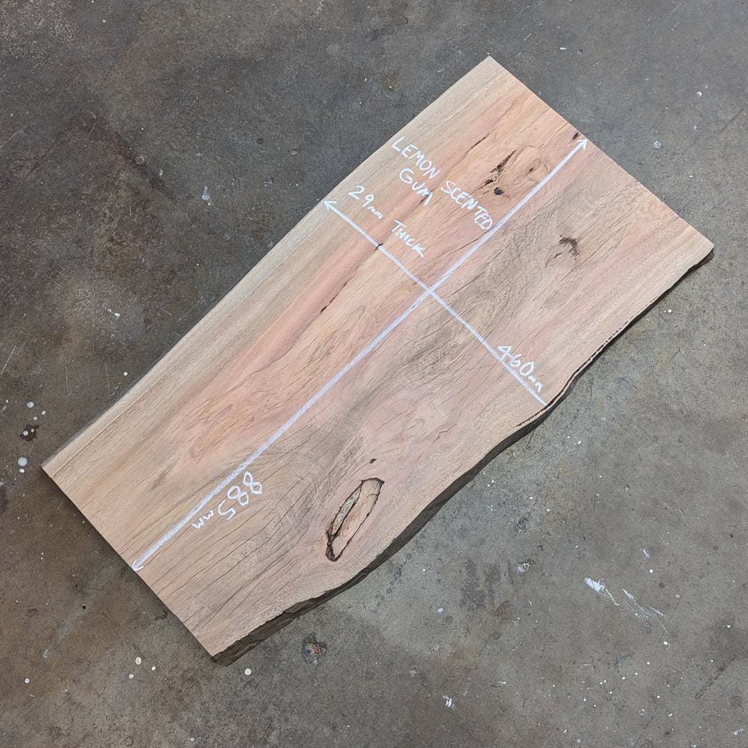 Lemon Scented Gum Timber Slab
